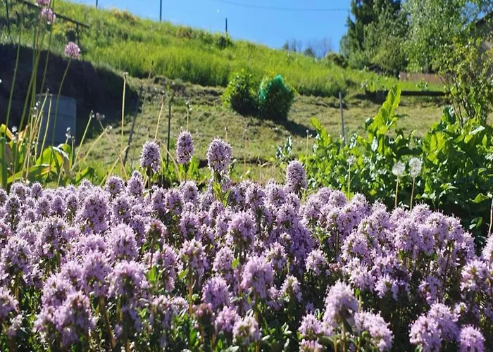Sunny Escape In Borstendorf Grunhainichen